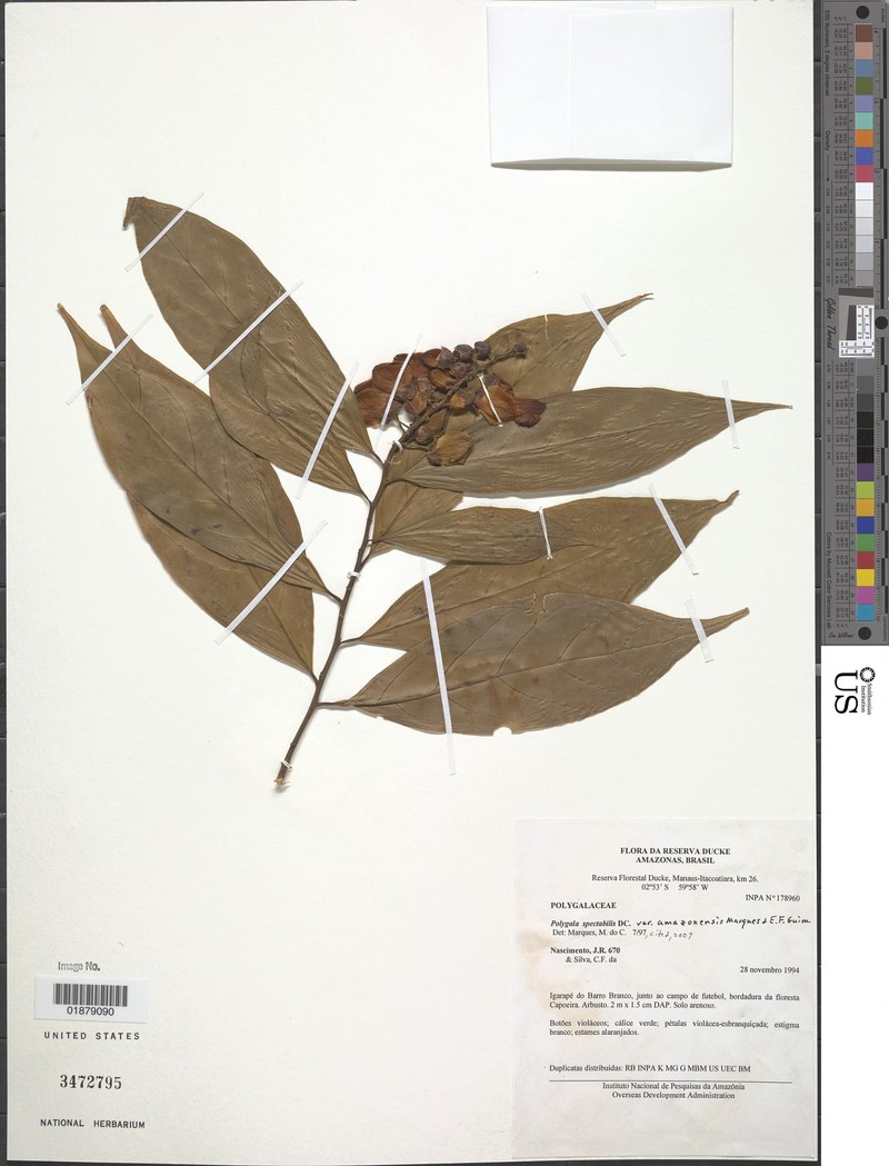 Caamembeca amazonensis