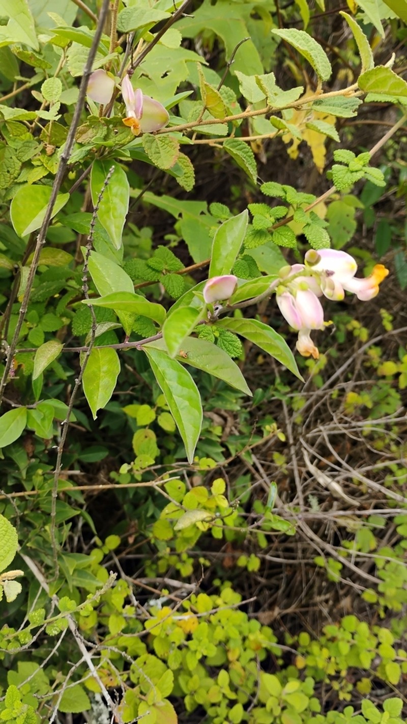 Caamembeca autranii