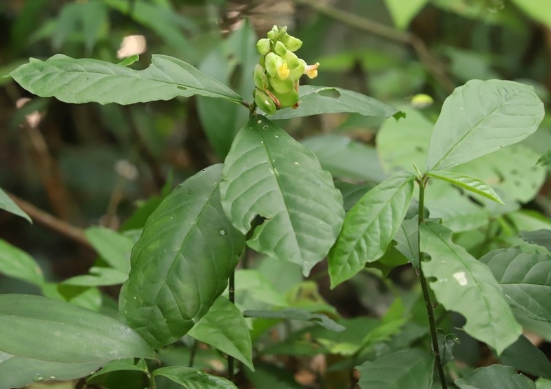 Caamembeca gigantea