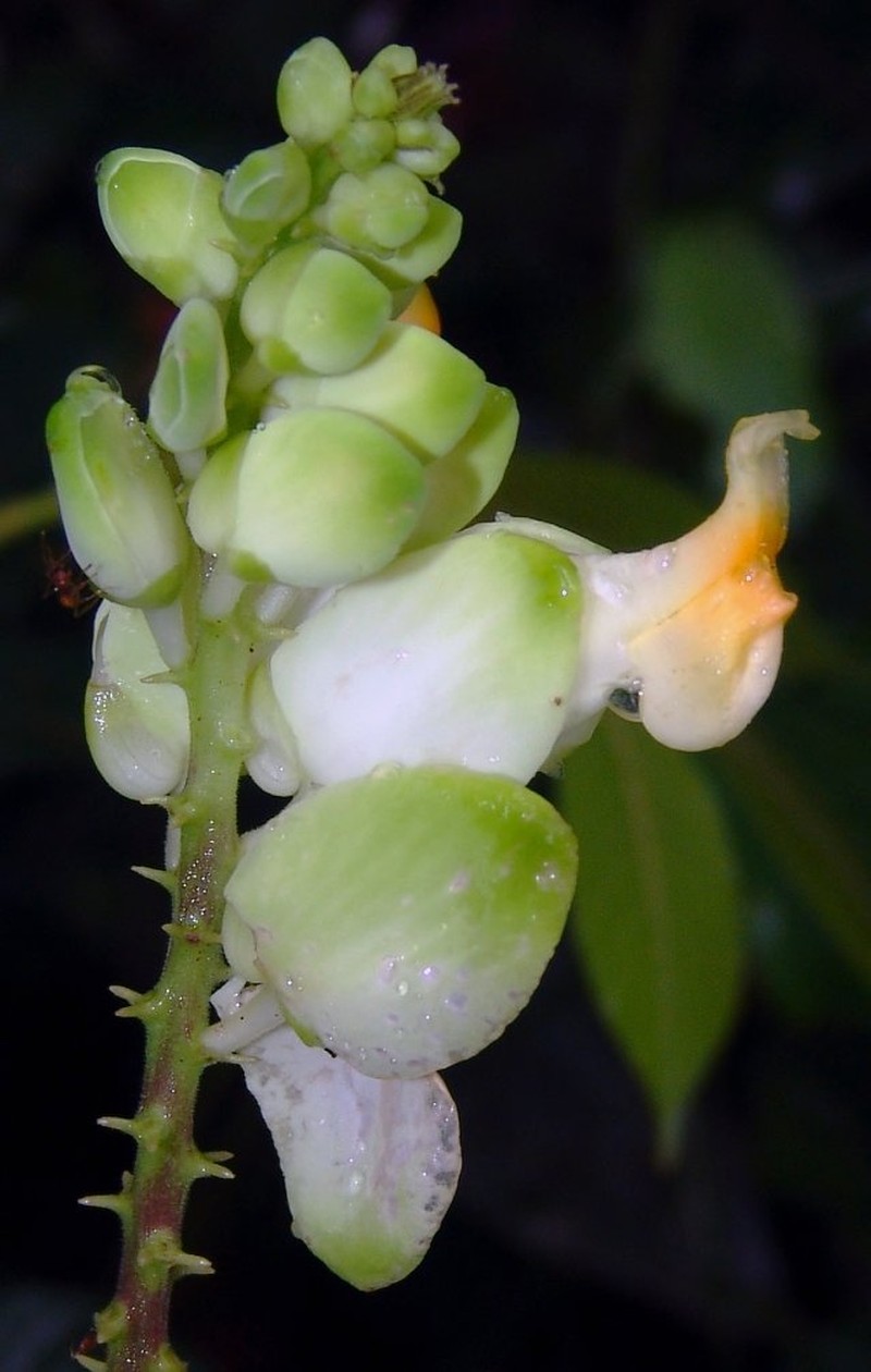 Caamembeca gigantea photo 5