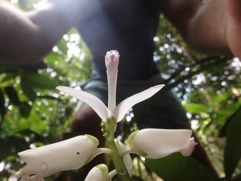 Caamembeca grandifolia photo 2
