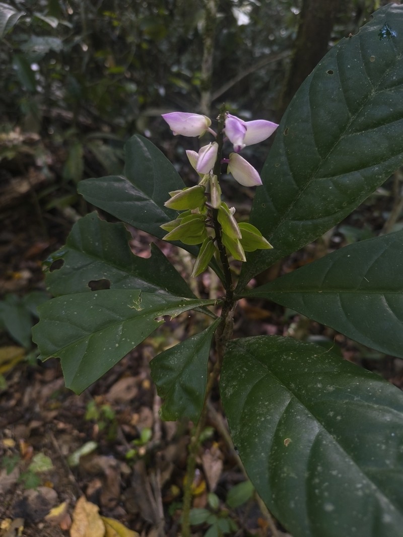 Caamembeca grandifolia photo 3