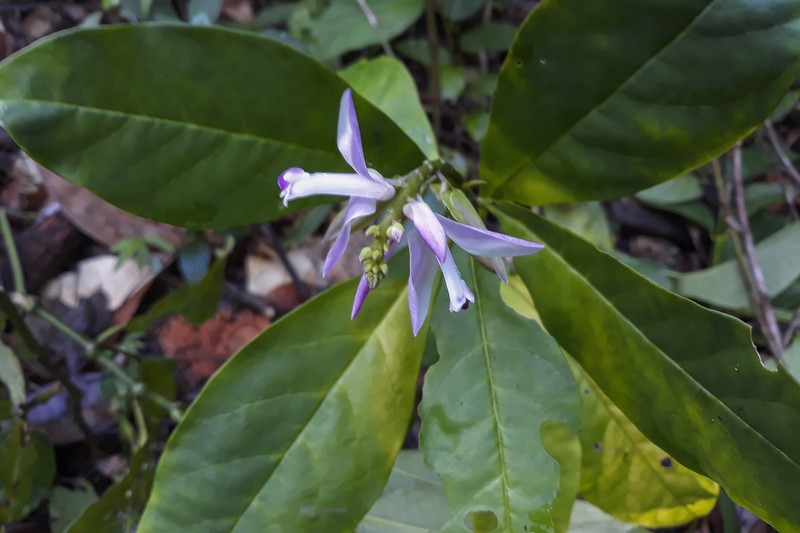 Caamembeca grandifolia photo 4