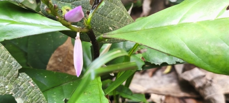 Caamembeca grandifolia photo 5