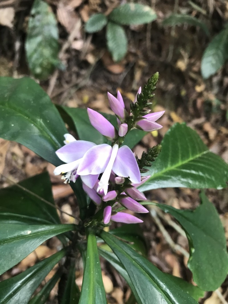 Caamembeca grandifolia photo 6