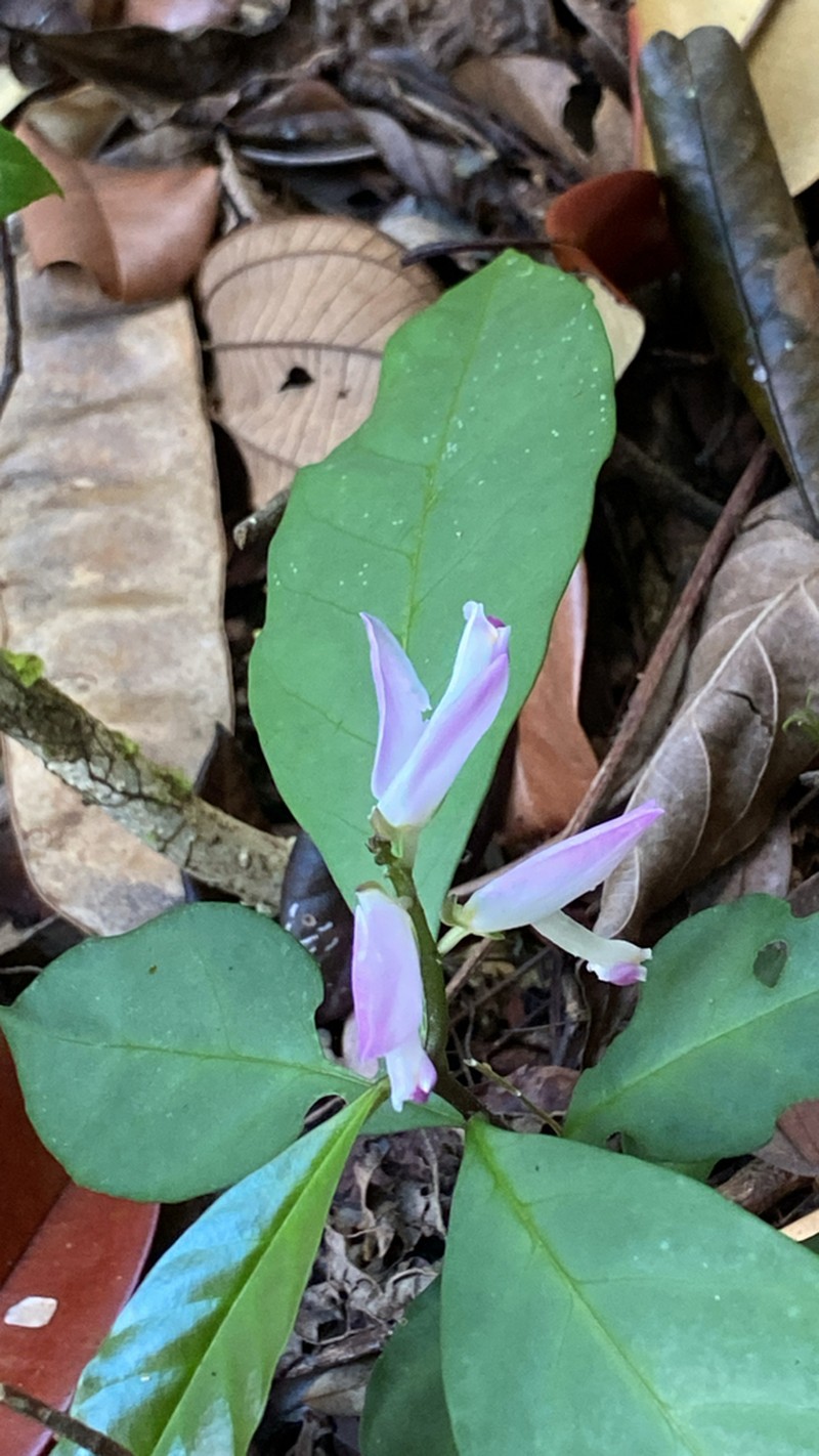 Caamembeca grandifolia photo 7