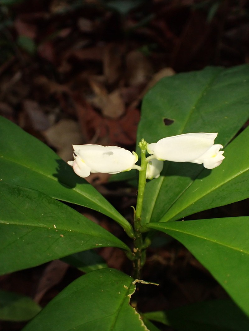Caamembeca grandifolia photo 8