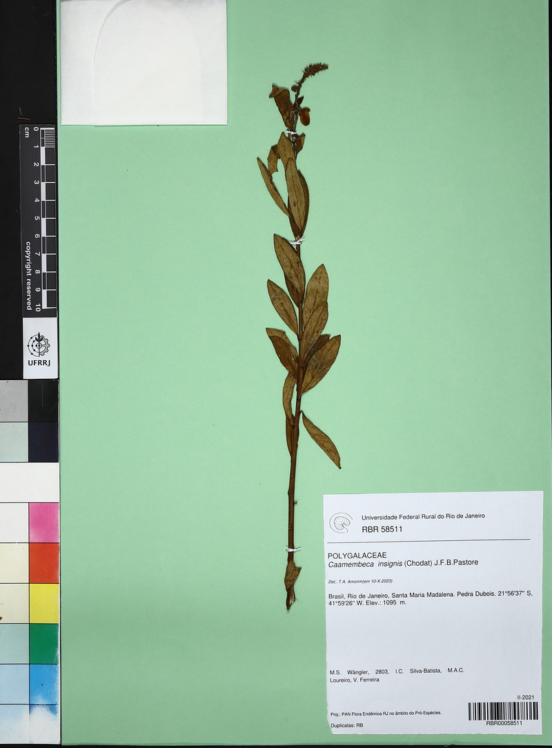 Caamembeca insignis photo 2