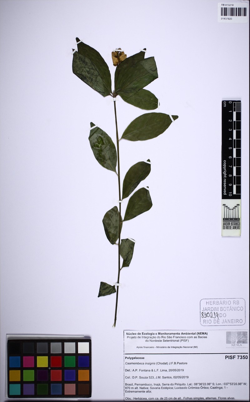 Caamembeca insignis photo 3