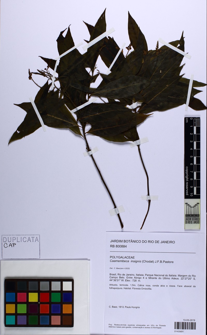 Caamembeca insignis photo 4