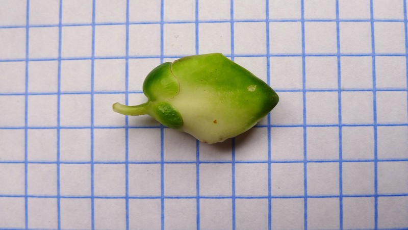 Caamembeca martinellii