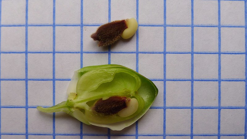 Caamembeca martinellii photo 5