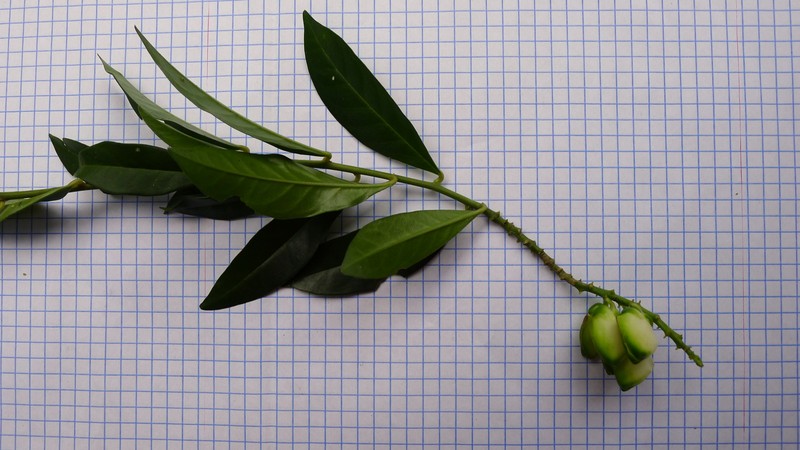 Caamembeca martinellii photo 6