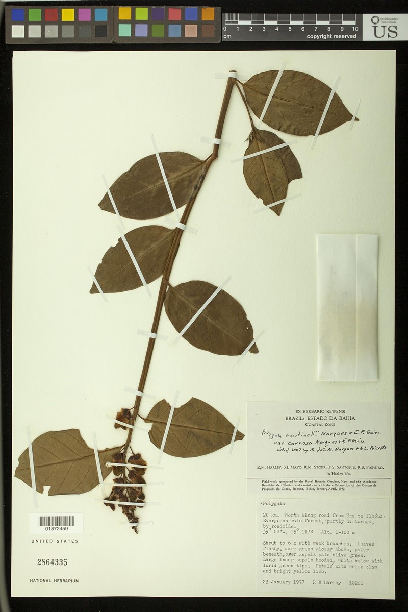 Caamembeca martinellii var. carnosa