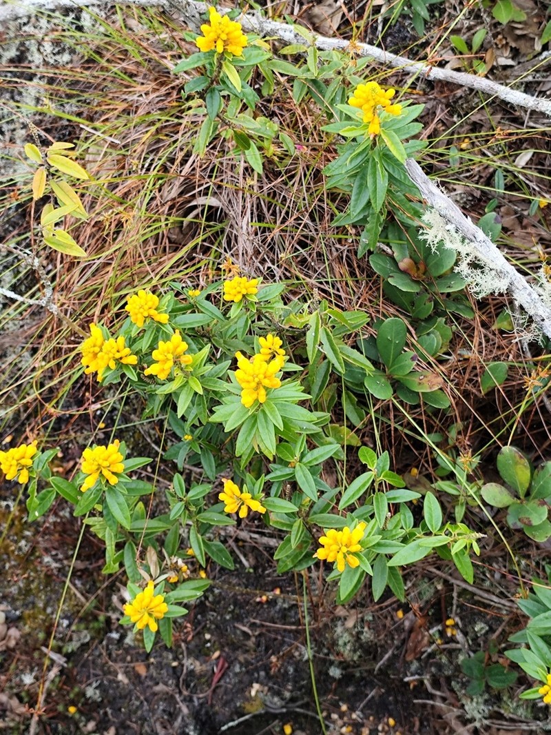 Caamembeca oleifolia