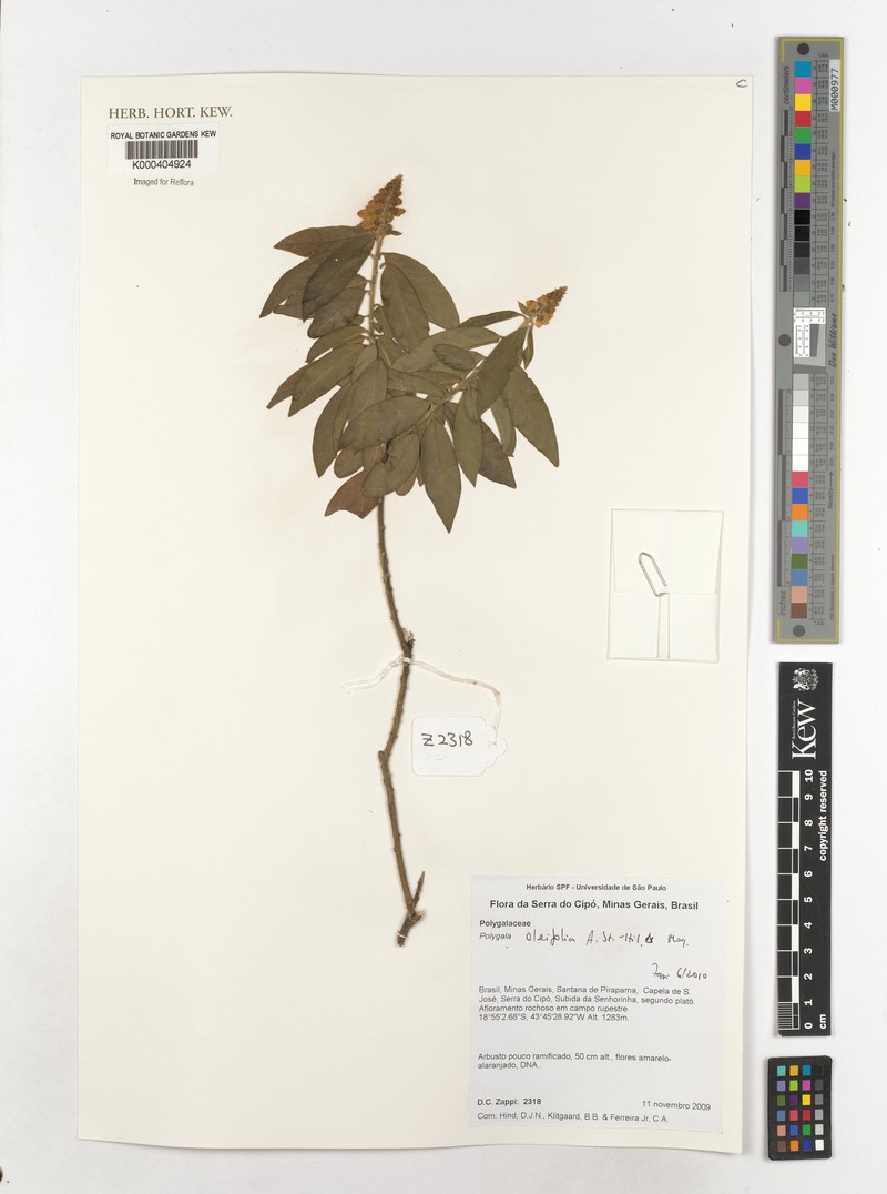 Caamembeca oleifolia photo 3