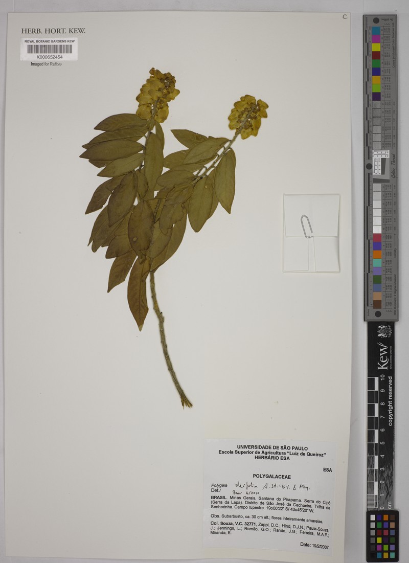 Caamembeca oleifolia photo 4