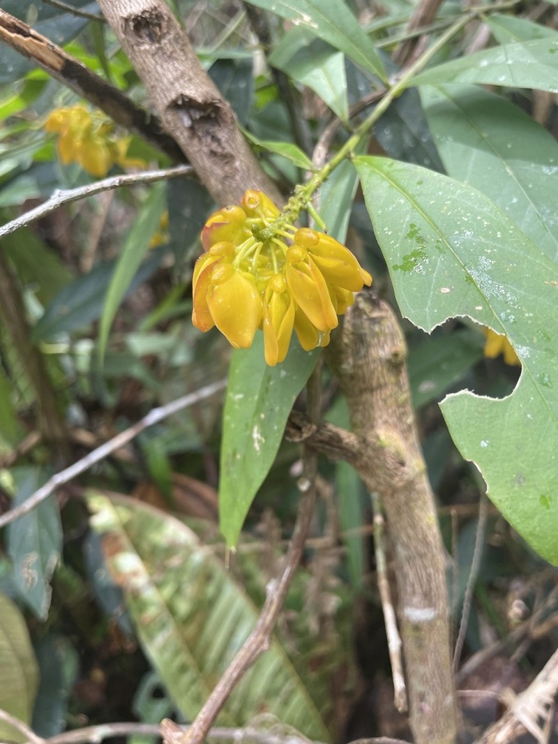 Caamembeca oxyphylla photo 2