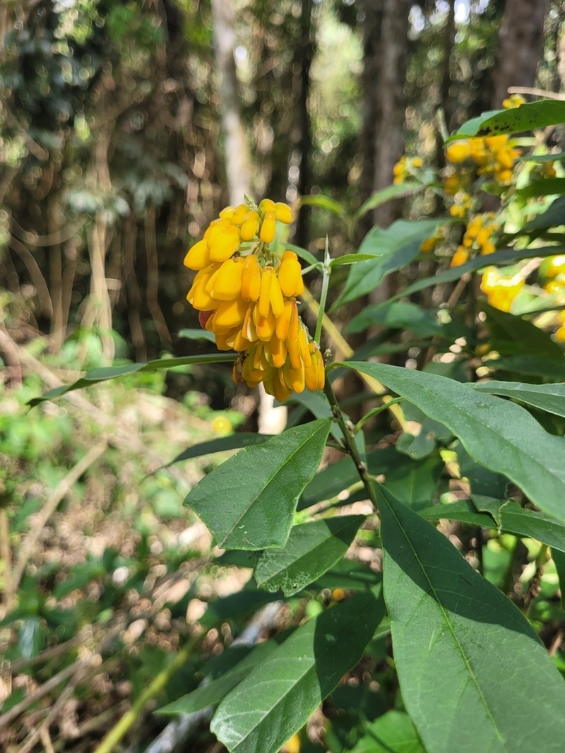 Caamembeca oxyphylla photo 3
