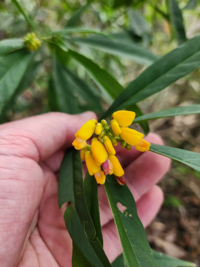 Caamembeca oxyphylla photo 4