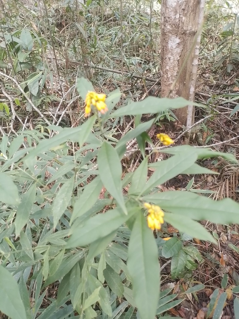 Caamembeca oxyphylla photo 5