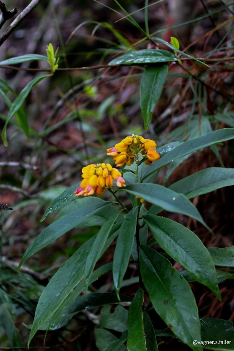 Caamembeca oxyphylla photo 6