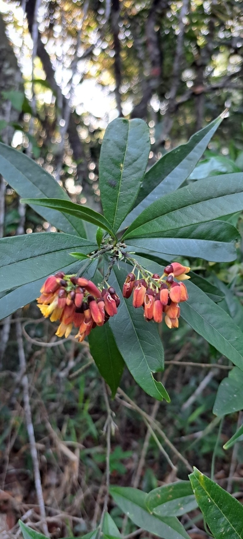 Caamembeca oxyphylla photo 7