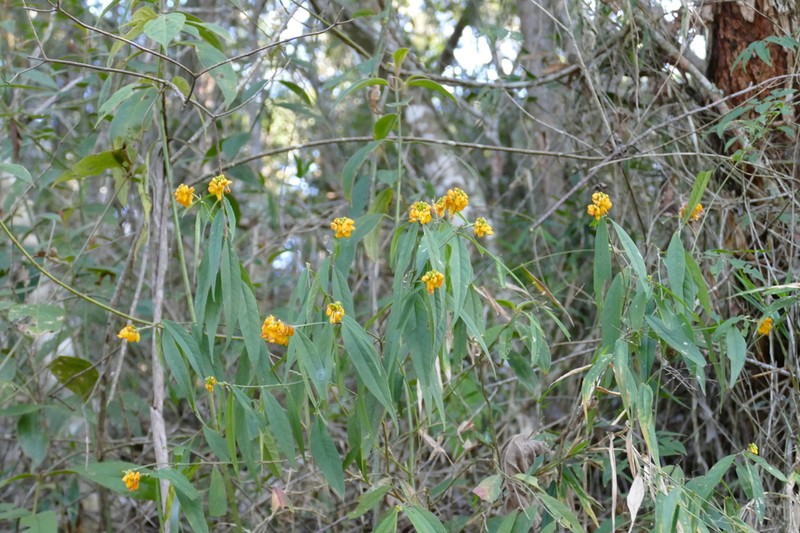 Caamembeca oxyphylla photo 8