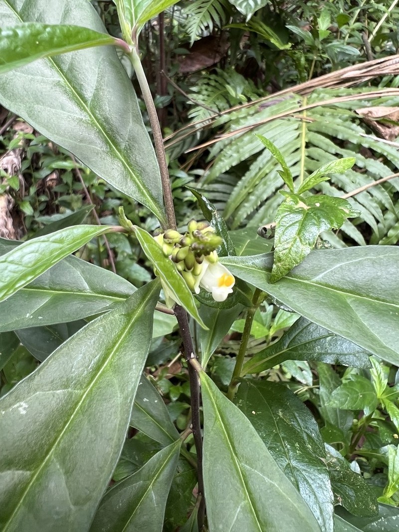 Caamembeca salicifolia