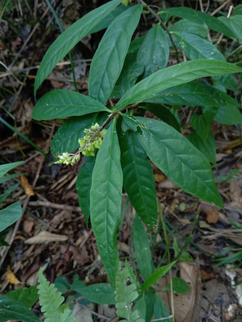 Caamembeca salicifolia photo 2