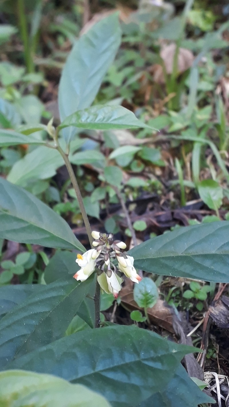 Caamembeca salicifolia photo 4