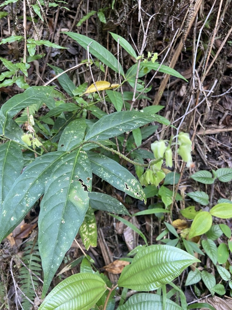 Caamembeca salicifolia photo 5