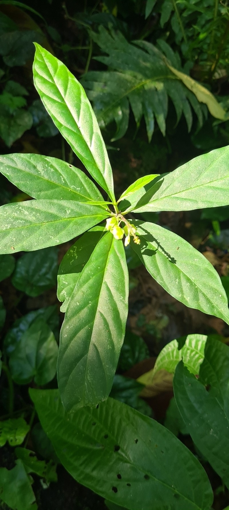 Caamembeca salicifolia photo 6