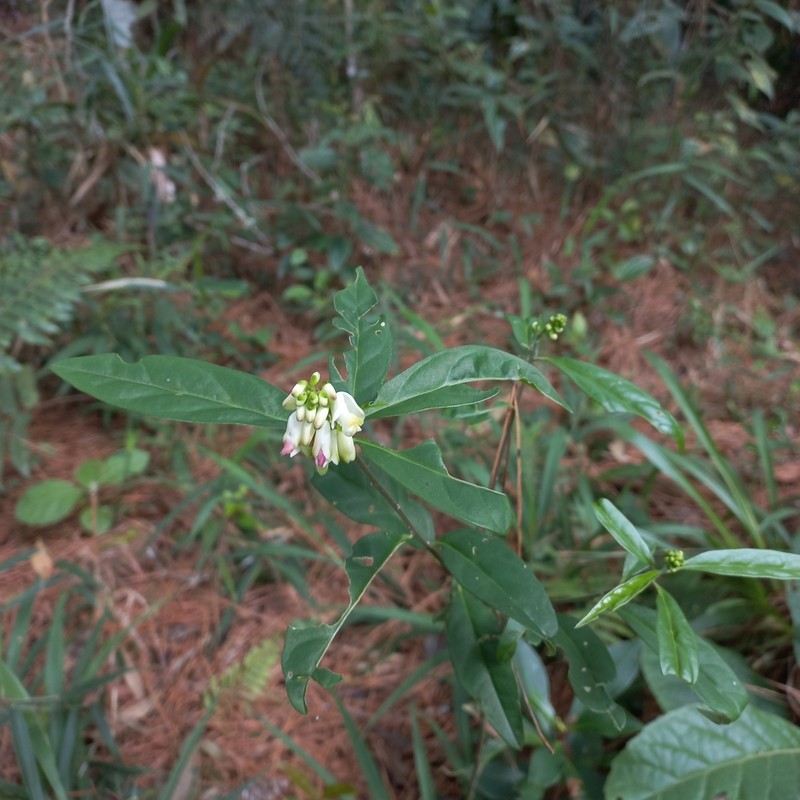 Caamembeca salicifolia photo 7