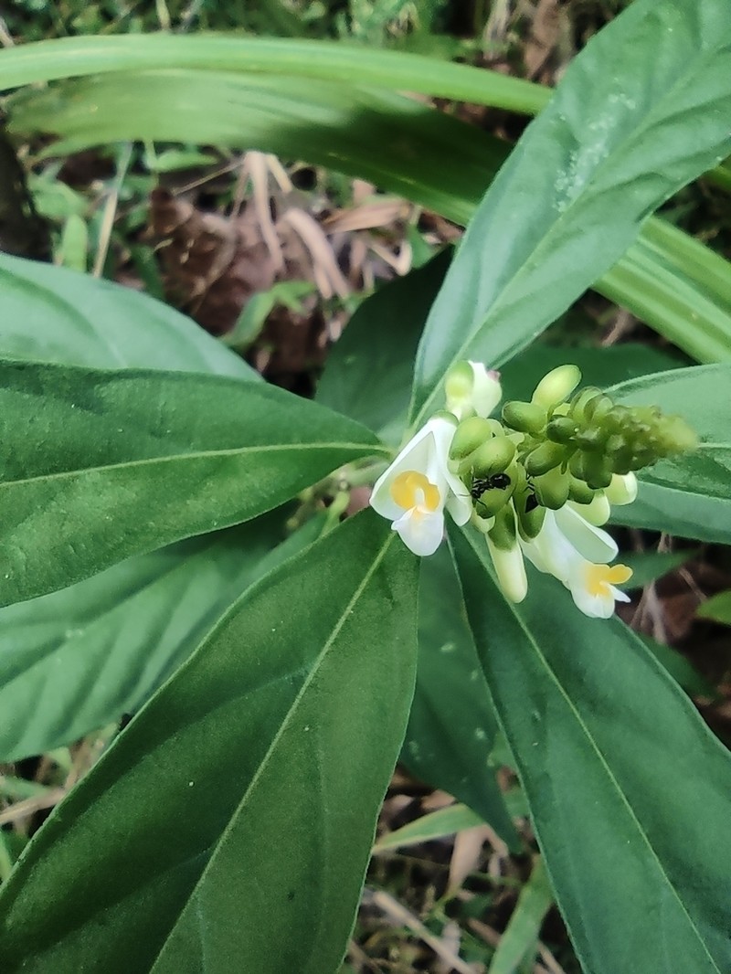 Caamembeca salicifolia photo 8
