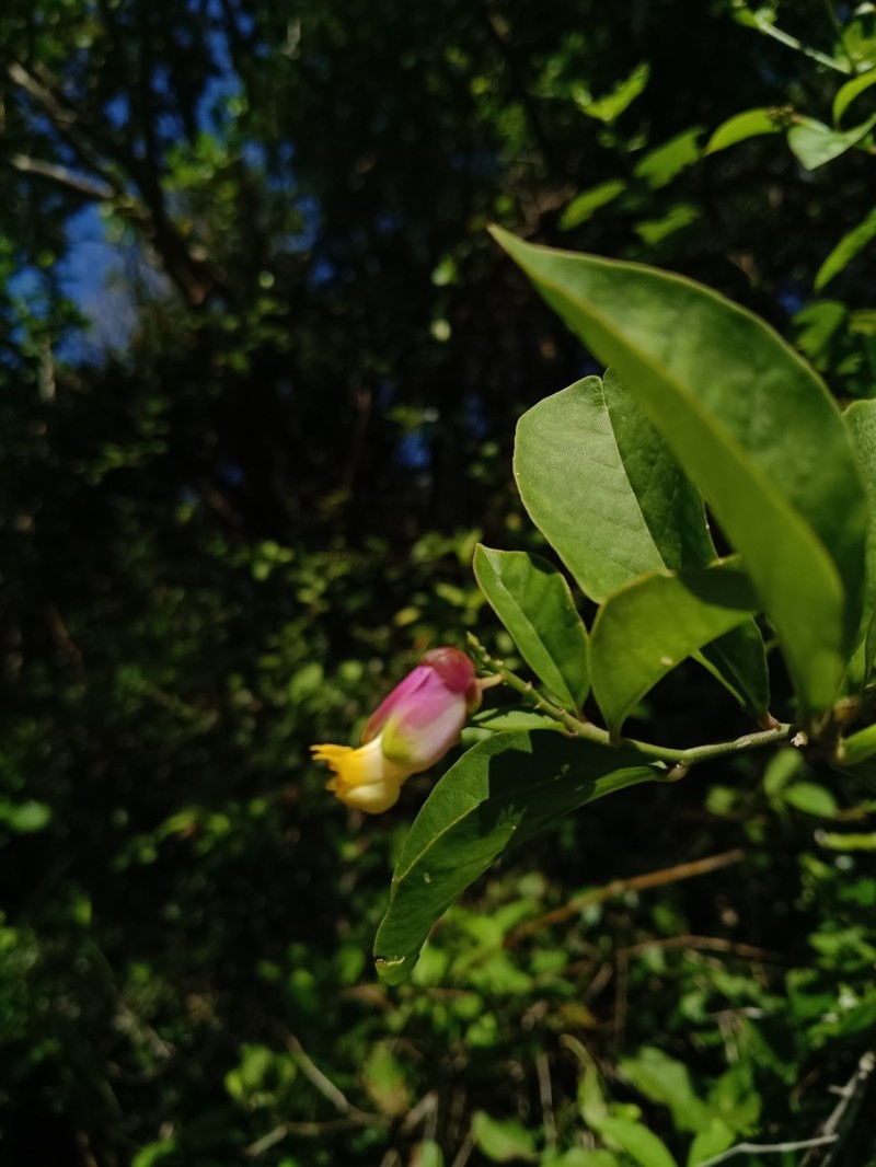 Caamembeca spectabilis