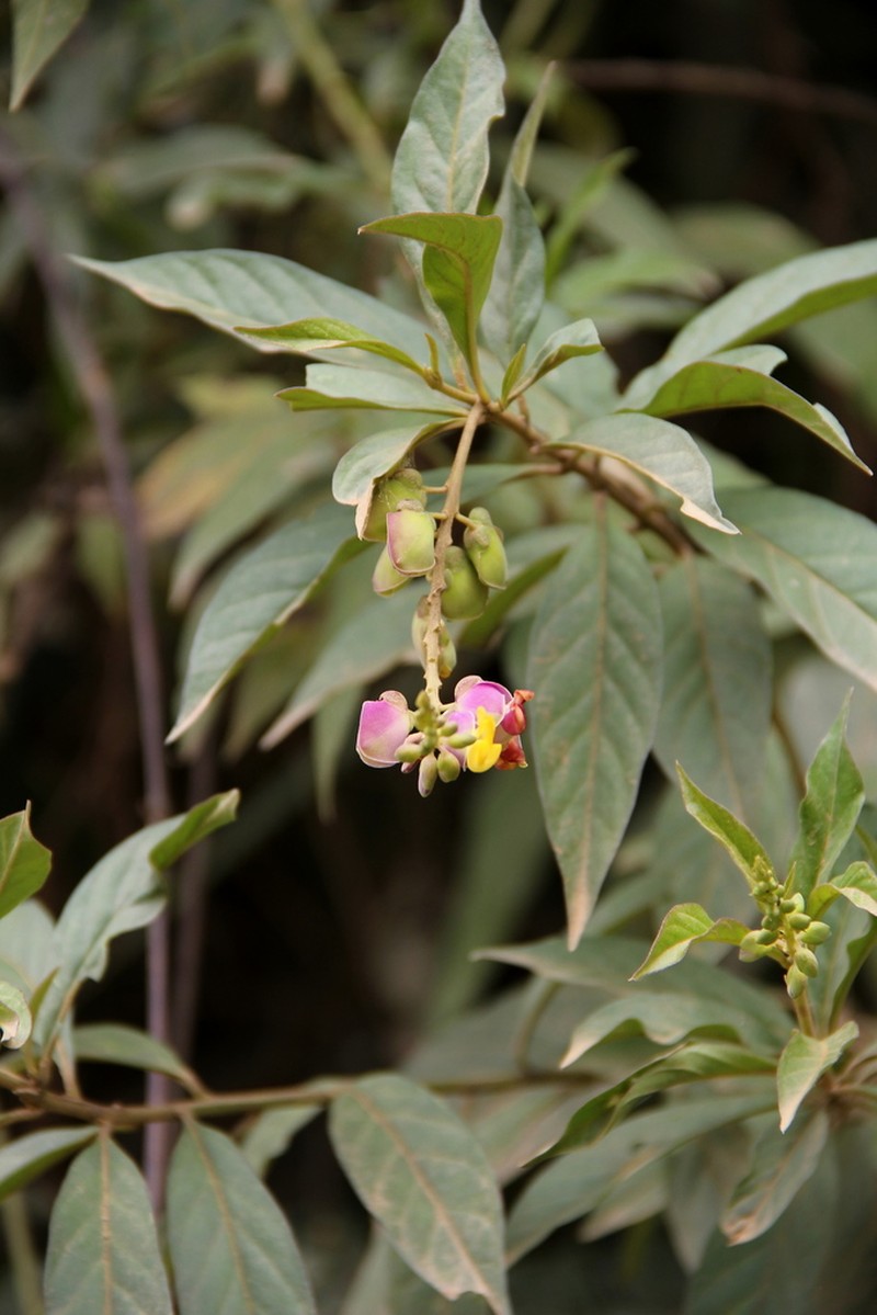 Caamembeca spectabilis photo 2