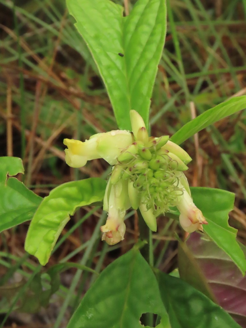 Caamembeca spectabilis photo 3