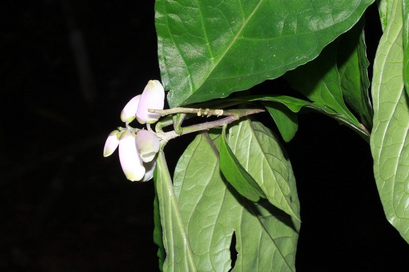 Caamembeca spectabilis photo 4