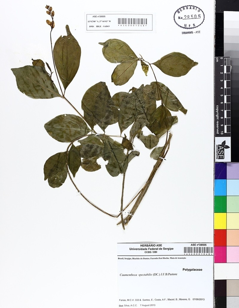 Caamembeca spectabilis photo 5