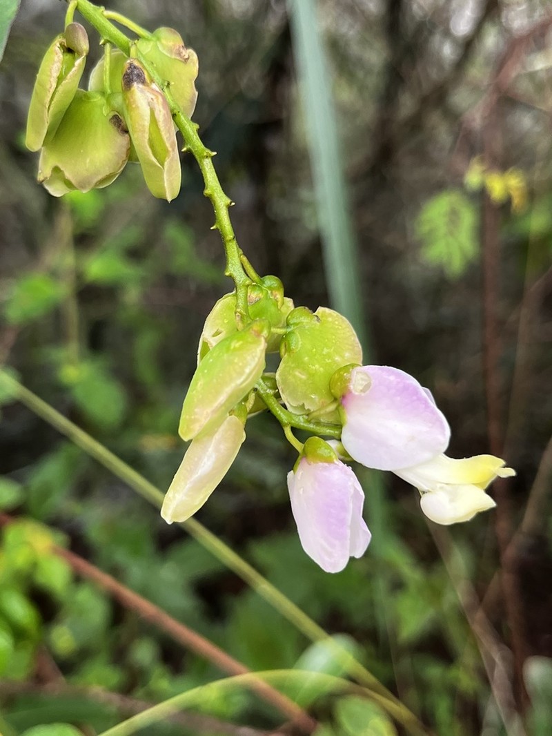 Caamembeca spectabilis photo 6