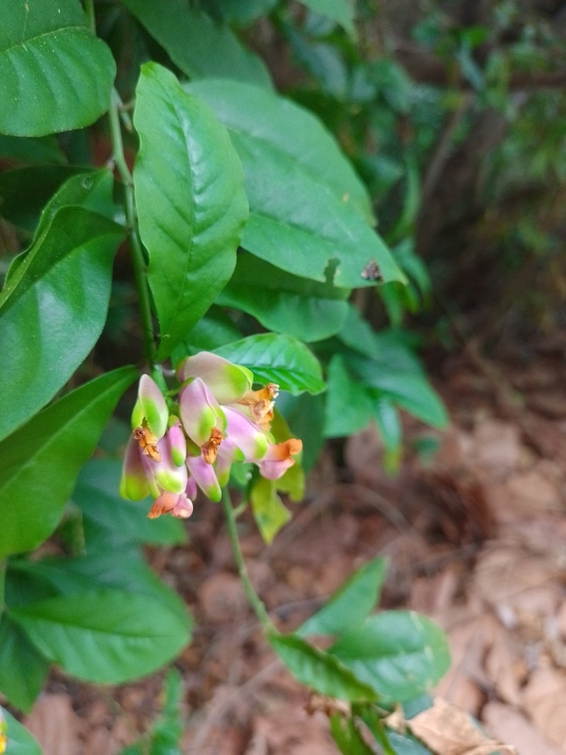Caamembeca spectabilis photo 7