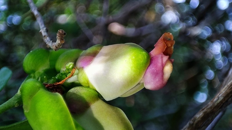 Caamembeca spectabilis photo 8