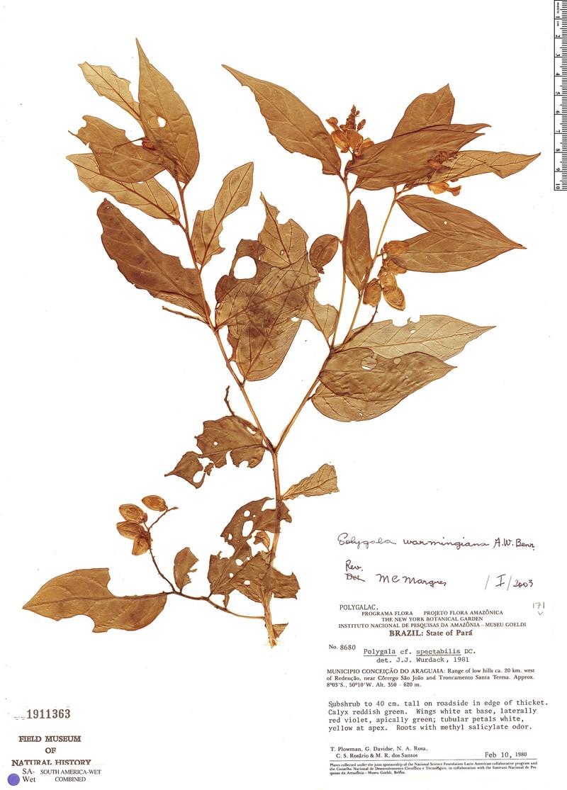 Caamembeca warmingiana