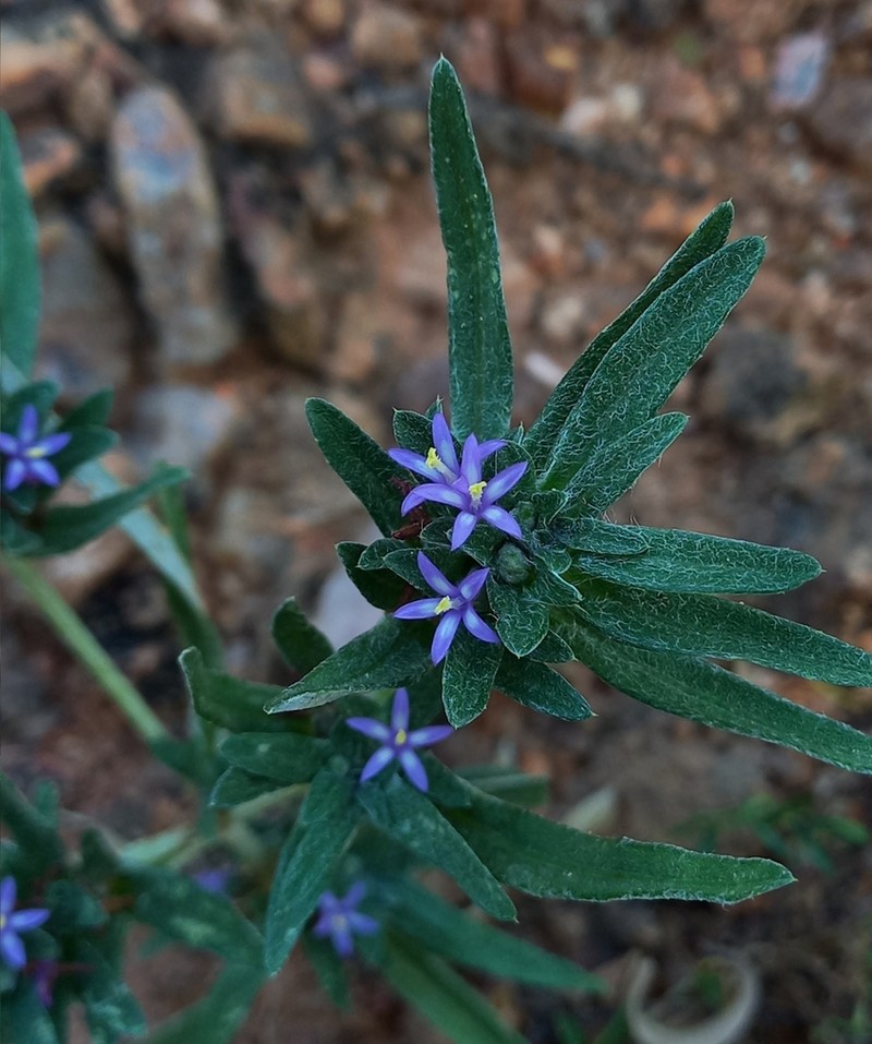 Caatinganthus harleyi