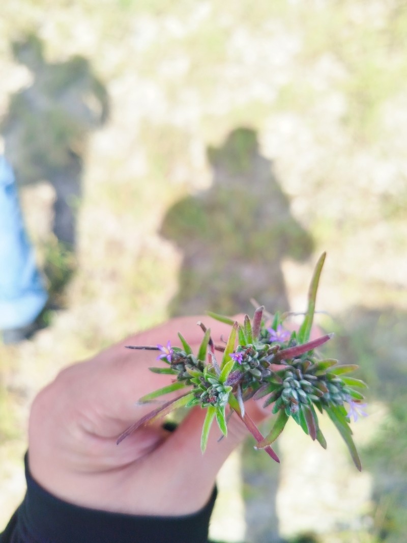 Caatinganthus harleyi photo 2