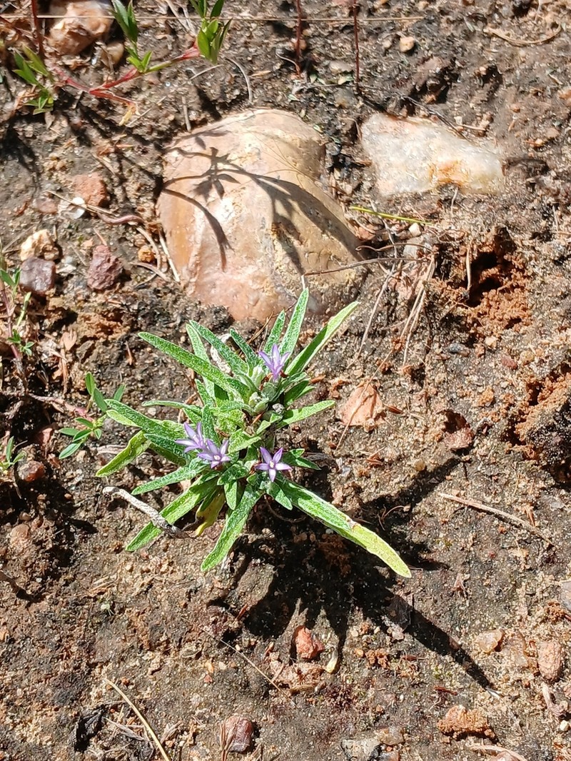 Caatinganthus harleyi photo 3
