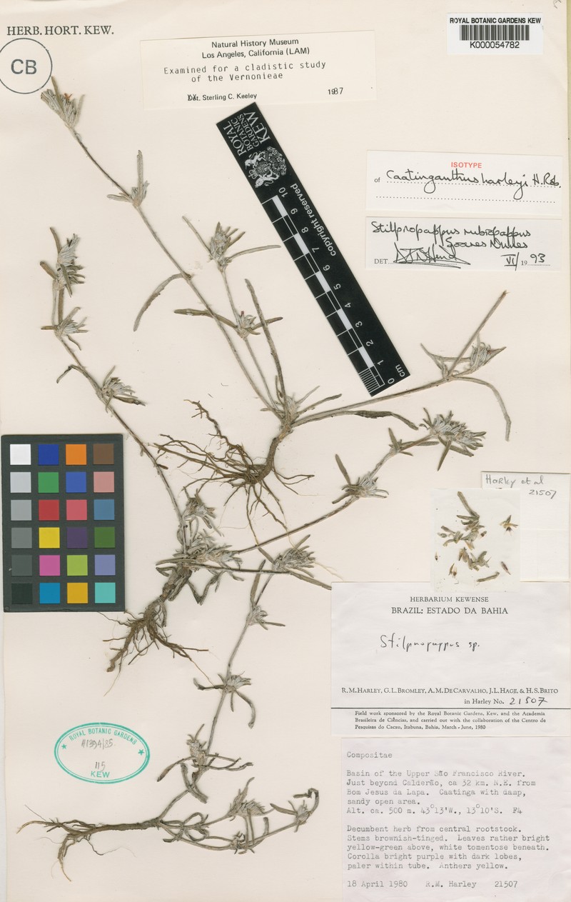Caatinganthus harleyi photo 5