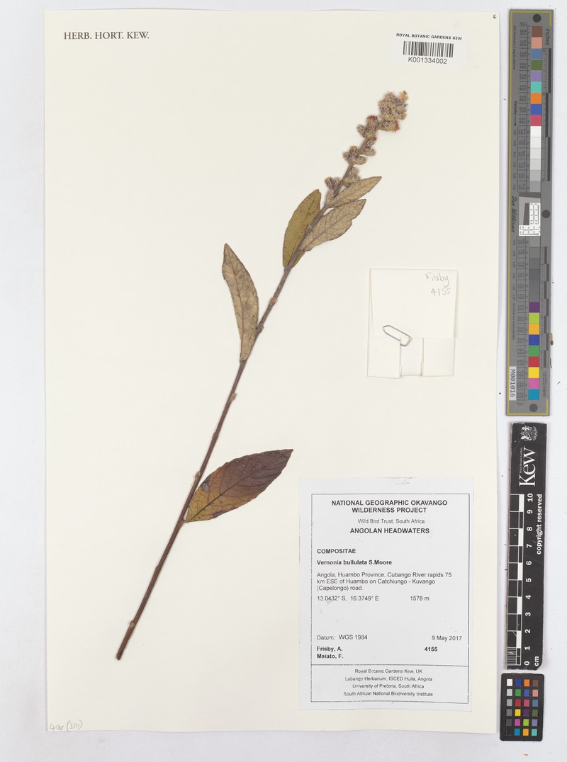Cabobanthus bullulatus