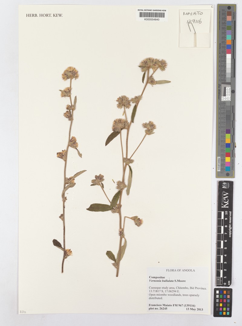 Cabobanthus bullulatus photo 2